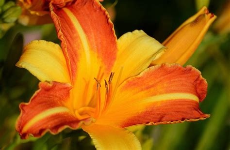 lily pics|10,000+ Free Lilies & Lily Images .